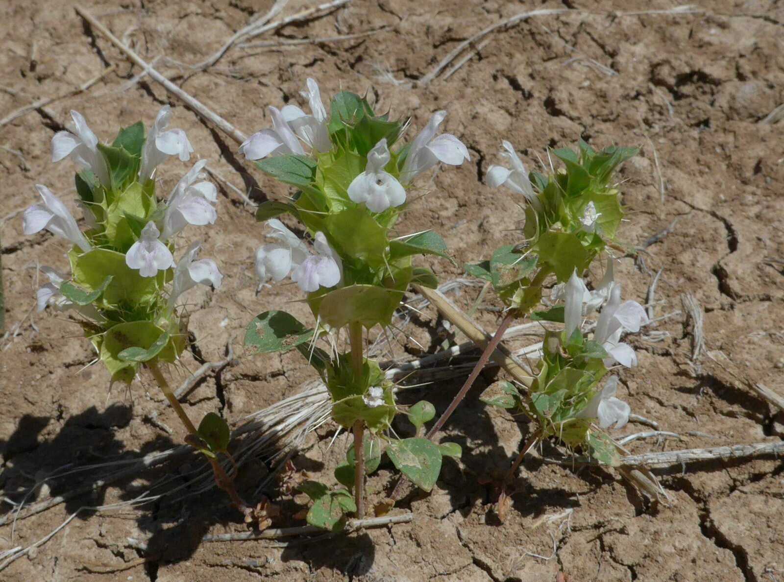 High Resolution Acanthomintha obovata Plant